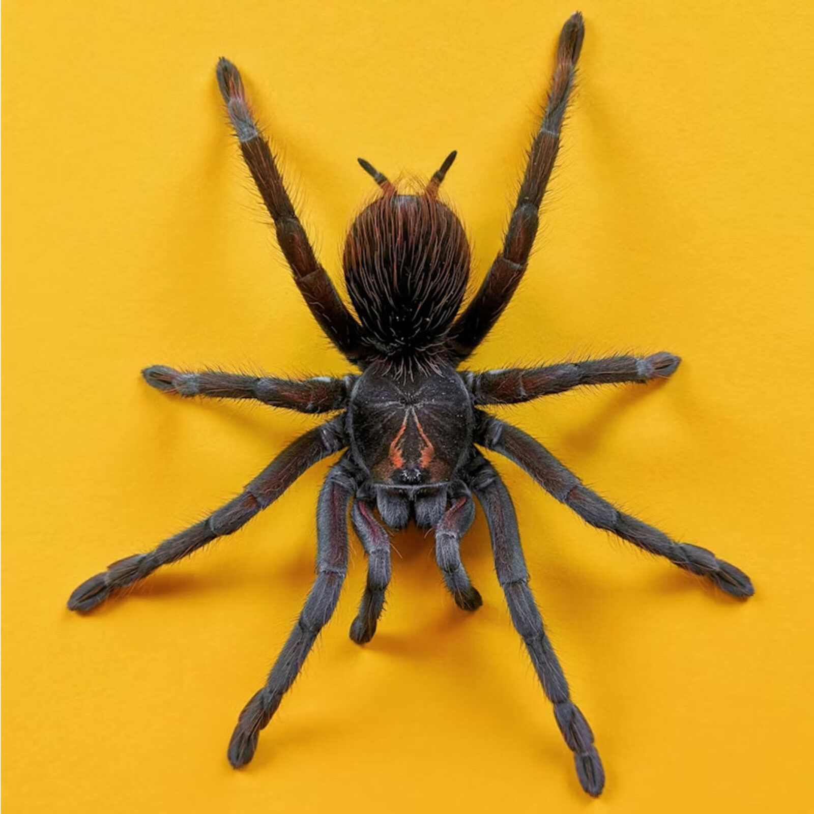 ¿Tienes fobias o manías?